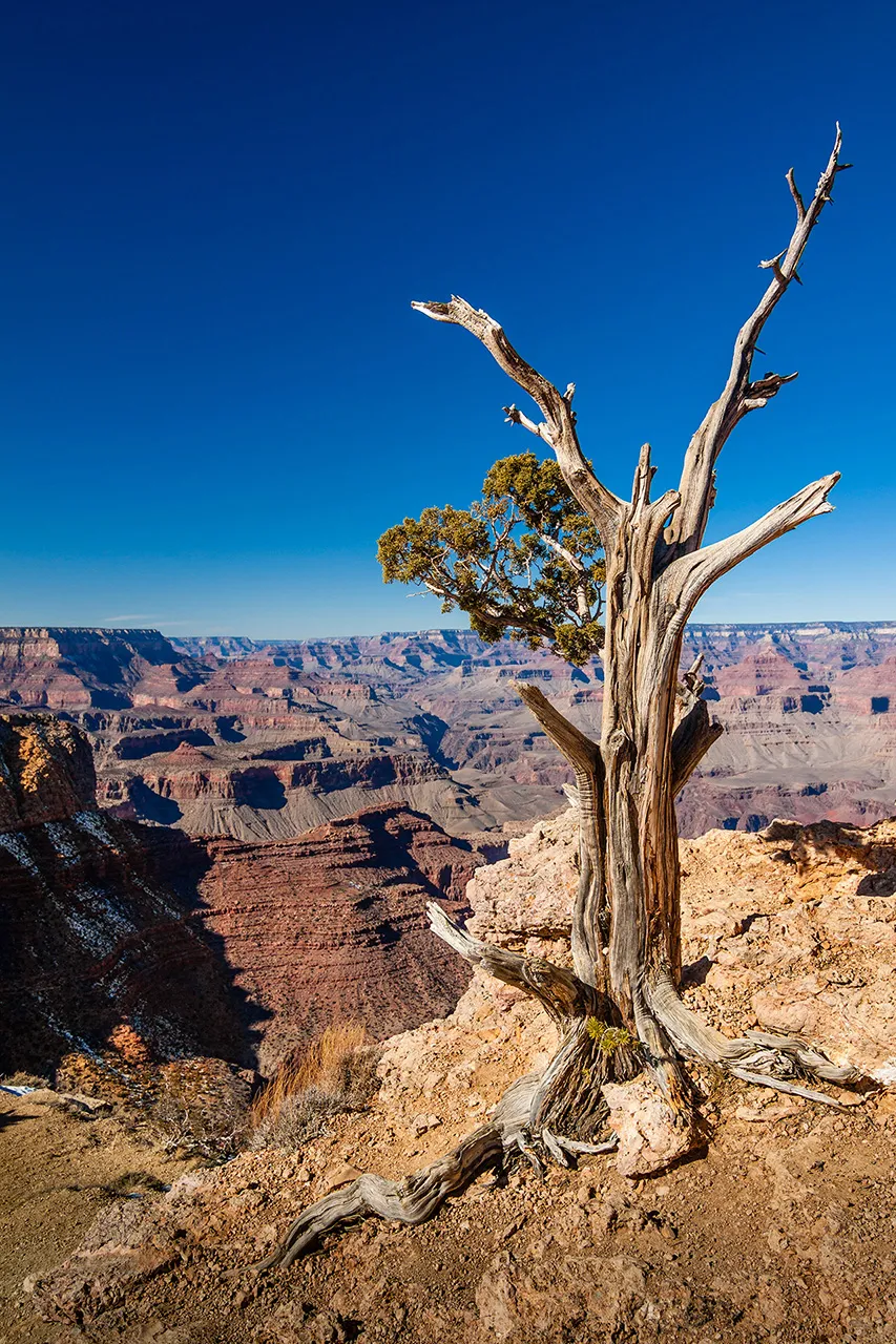 Detail suchého stromu na okraji Grand Canyonu s výhledem na hluboké skalnaté údolí.